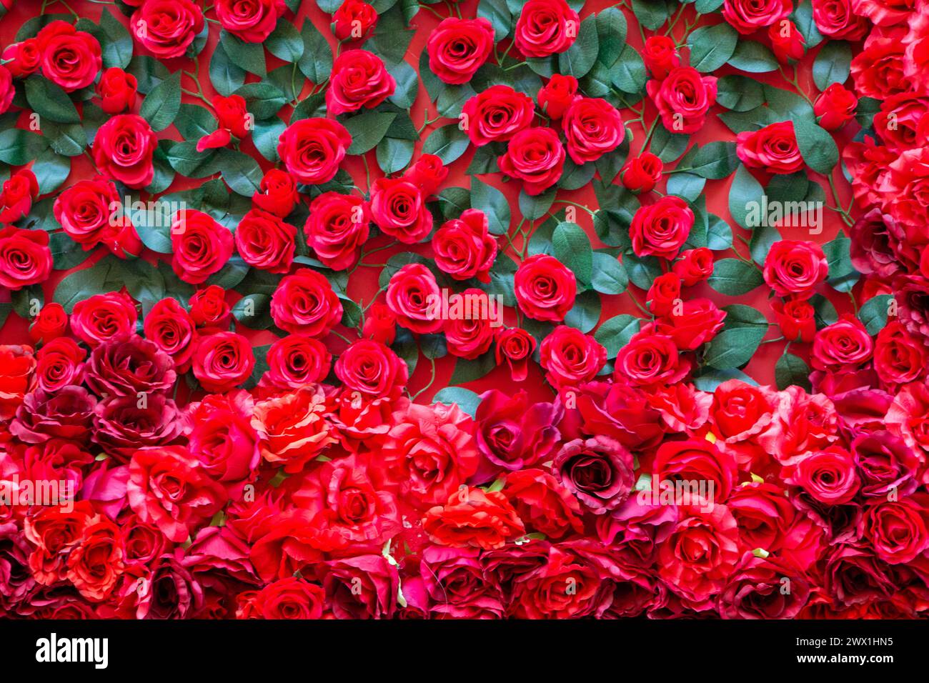 Die Mauer ist mit Blumen von Rosen für den Urlaub von Liebenden dekoriert Stockfoto