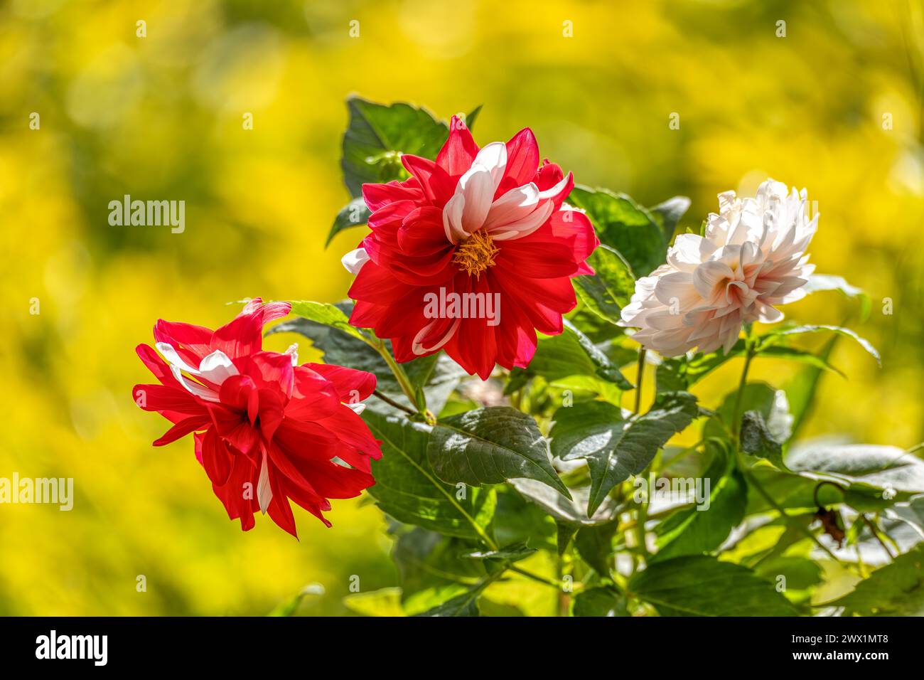 Dahlia pinnata, Blumenart der Gattung Dahlia, Familie Asteraceae, mit dem gebräuchlichen Namen Garden Dahlia. Departement Magdalena, Kolumbien Stockfoto