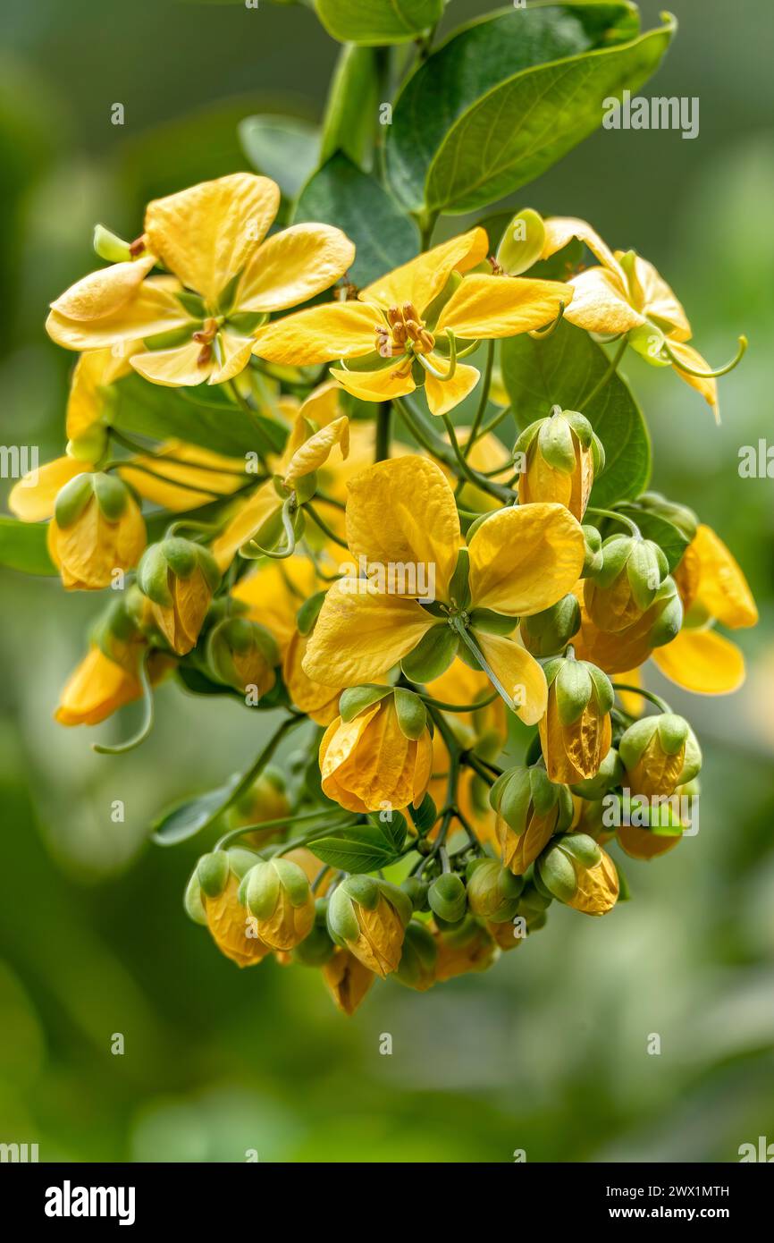 Cassia Fistel, auch bekannt als goldene Dusche, Spülung Cassia, indisches Laburnum, Kani Konna oder Puddingpfeifenbaum. Blühende Pflanze in der Familie Fabaceae. Sant Stockfoto
