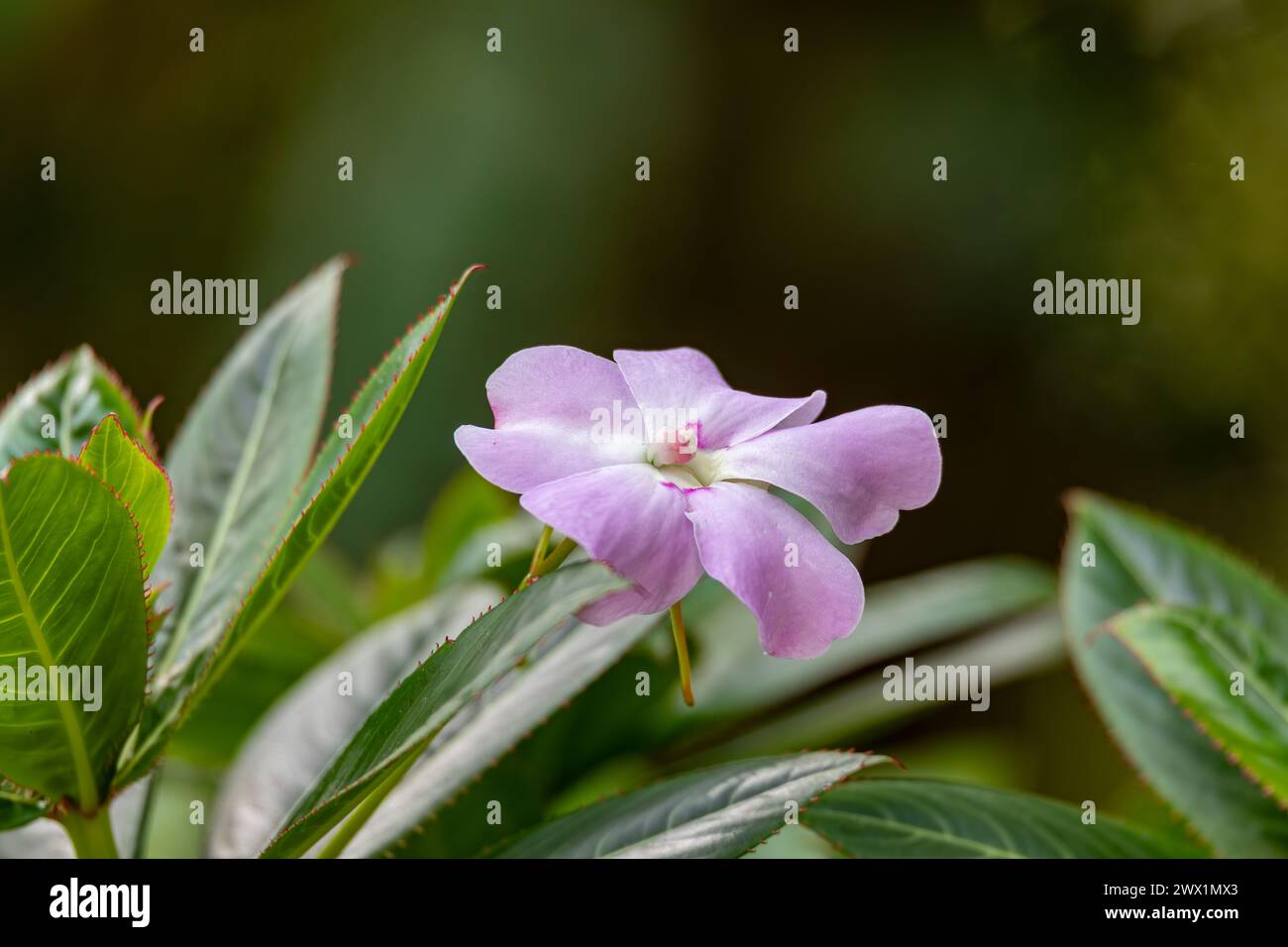 Impatiens sodenii, Arten der blühenden Pflanze aus der Familie Balsaminaceae, bekannt unter den gebräuchlichen Namen Poor Mans rhododendron, Olivers touch-me-not und Stockfoto