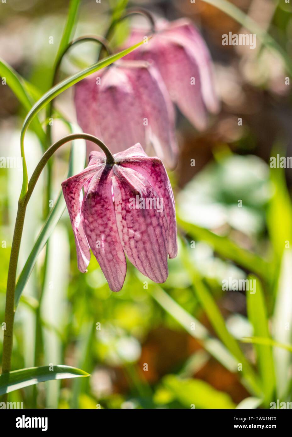Nahaufnahme der Fritillaria meleagris-Blüte in Danesti, Rumänien Stockfoto