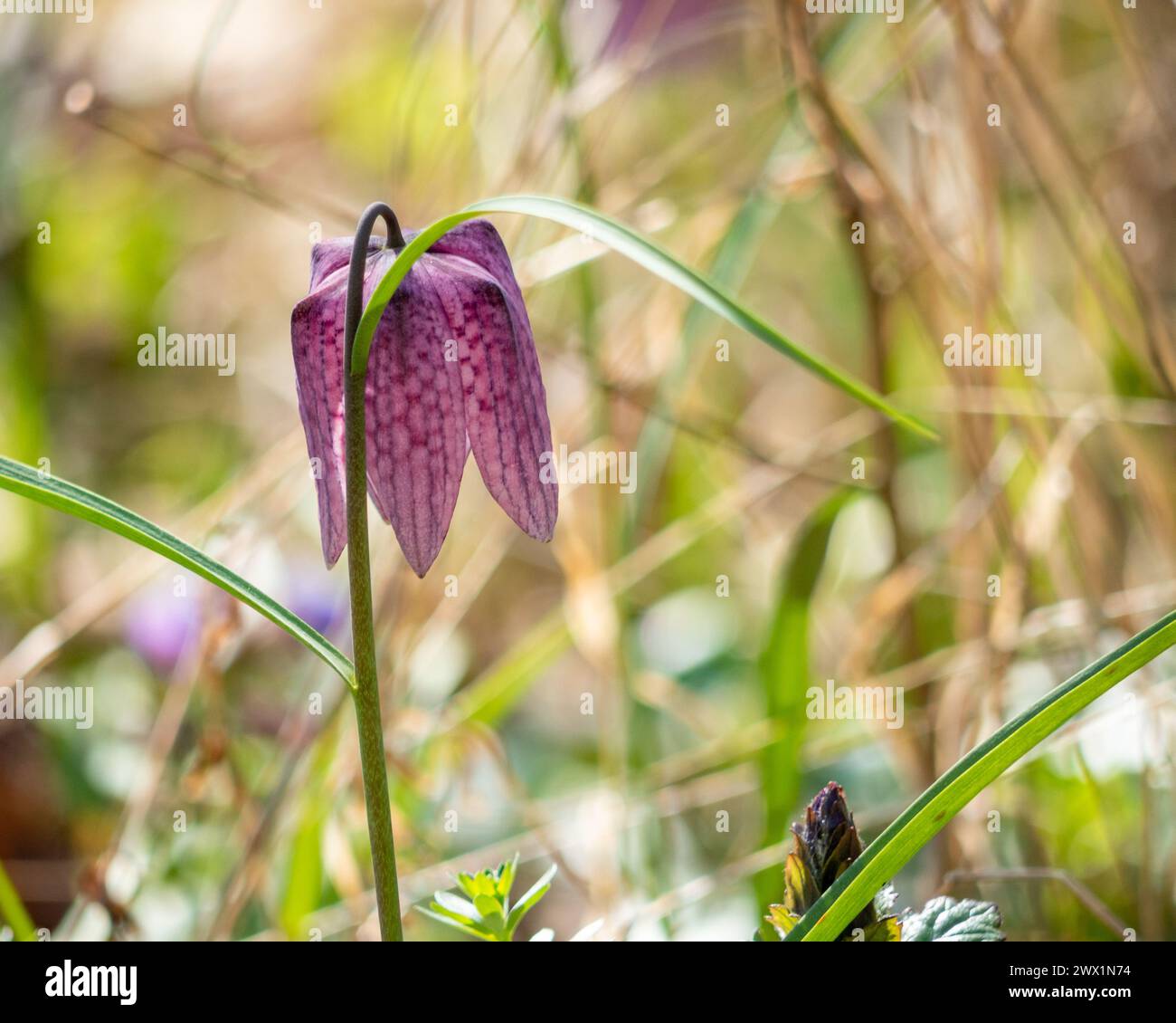 Nahaufnahme der Fritillaria meleagris-Blüte in Danesti, Rumänien Stockfoto