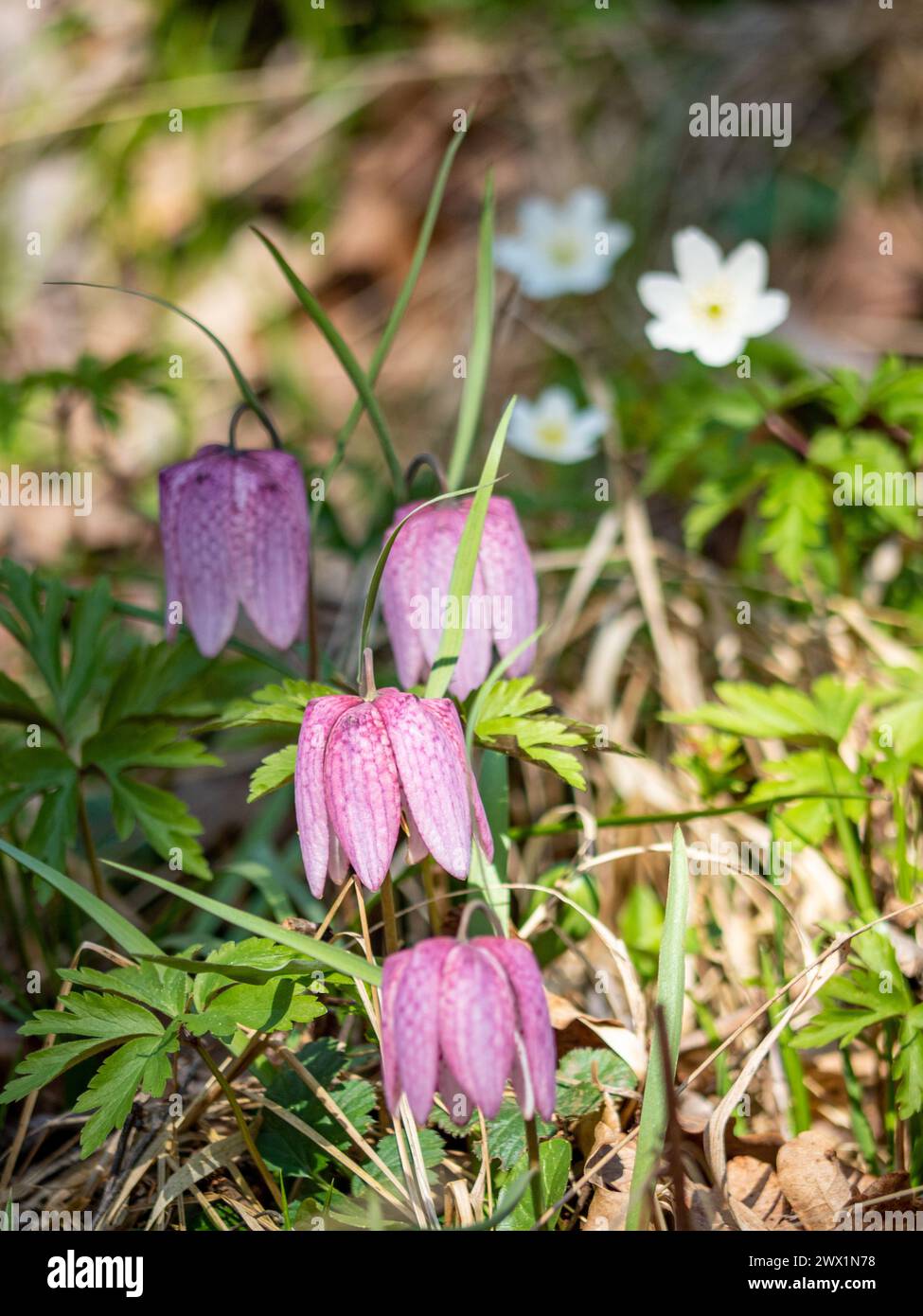 Nahaufnahme der Fritillaria meleagris-Blüte in Danesti, Rumänien Stockfoto
