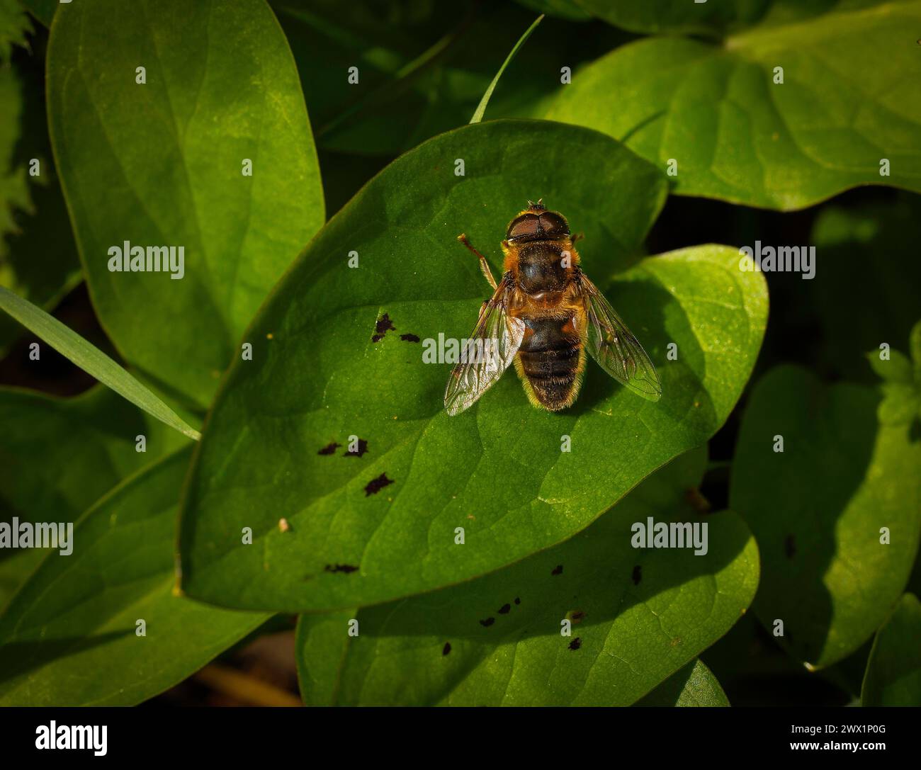 Ein britischer Überflieger in Ruhe auf einer Gartenpflanze in North Norfolk, Großbritannien. Stockfoto