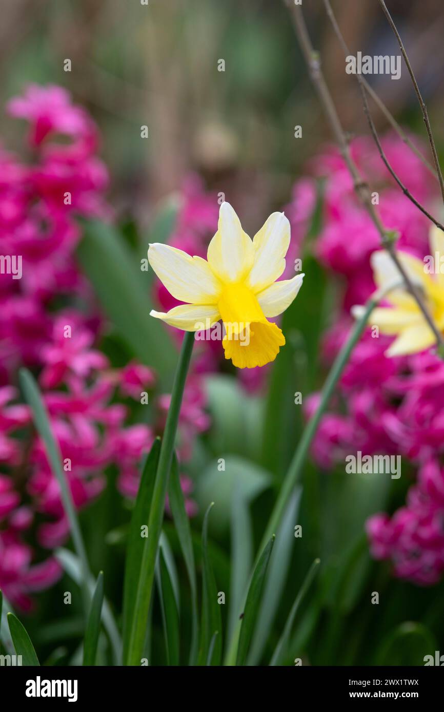 Narzisse. Narzissen zwischen rosa Hyazinthen in einer Gartenkante. UK Stockfoto