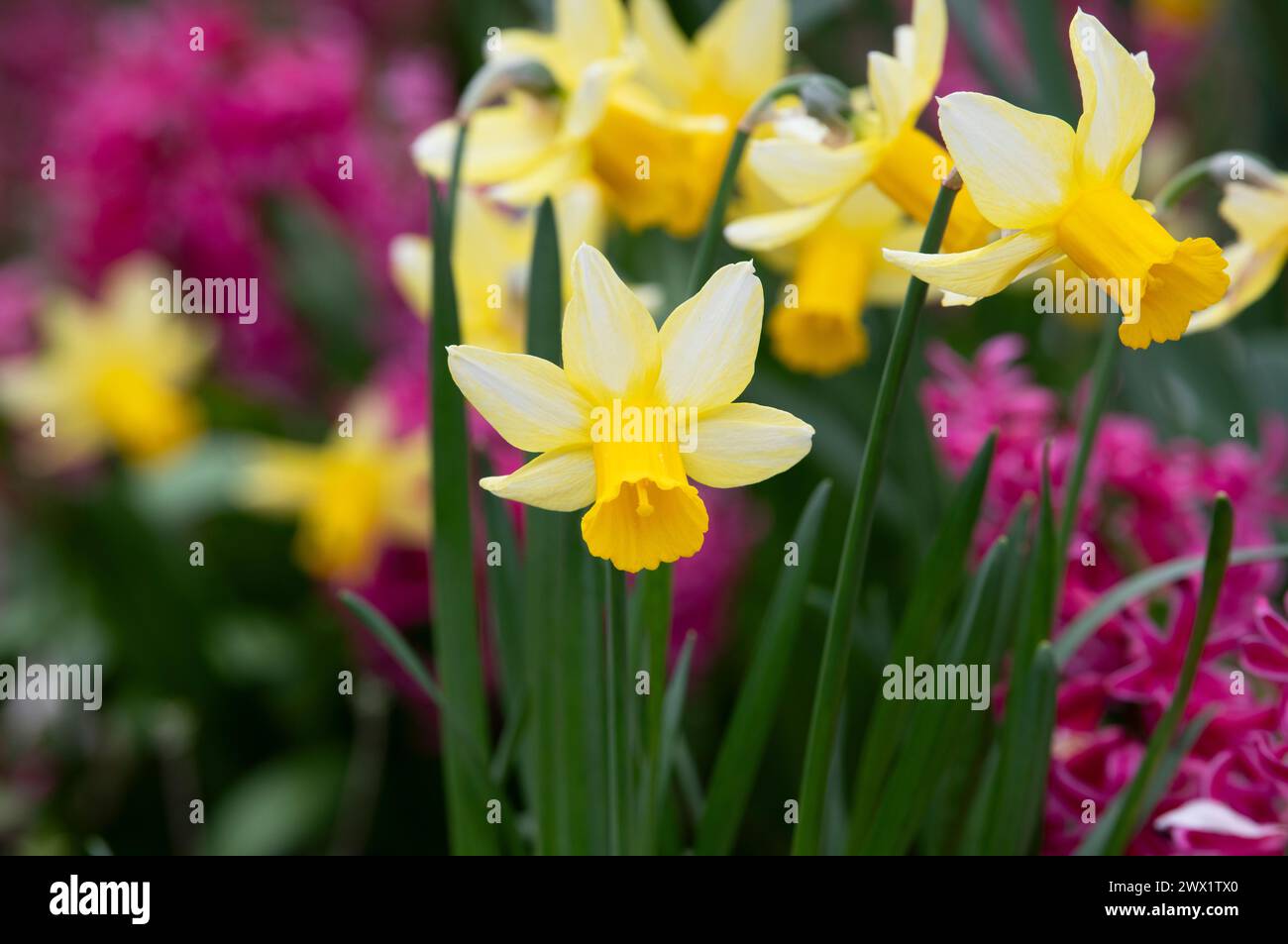 Narzisse. Narzissen zwischen rosa Hyazinthen in einer Gartenkante. UK Stockfoto