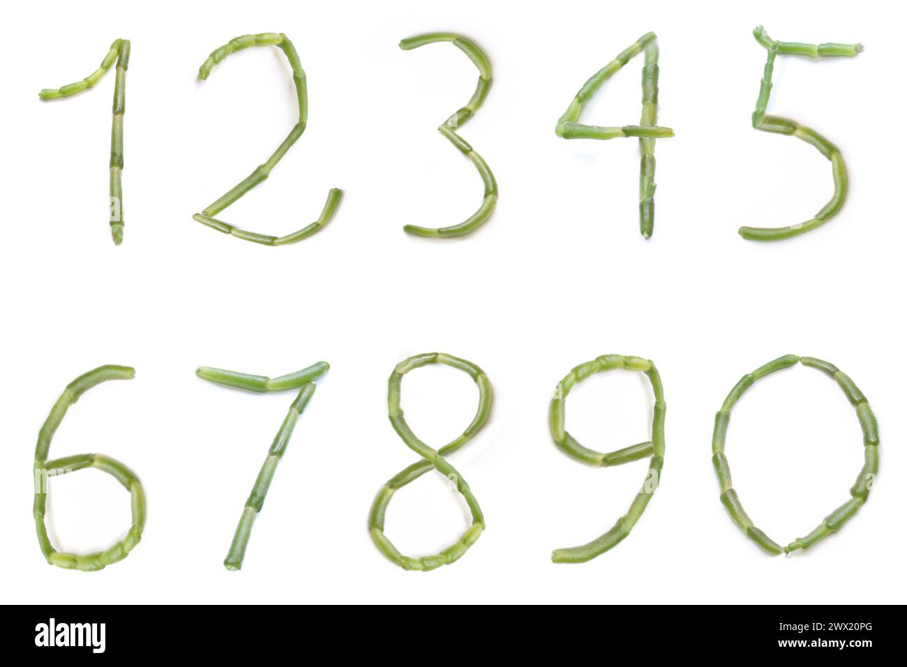 Frisch salzige grüne Salicornia europaea Pflanzenstäbchen Nr. 1 2 3 4 5 6 7 8 9 0 isoliert (Queller, Seebohnen, Samphirgrün, Zeekraal, Meerspargel Stockfoto