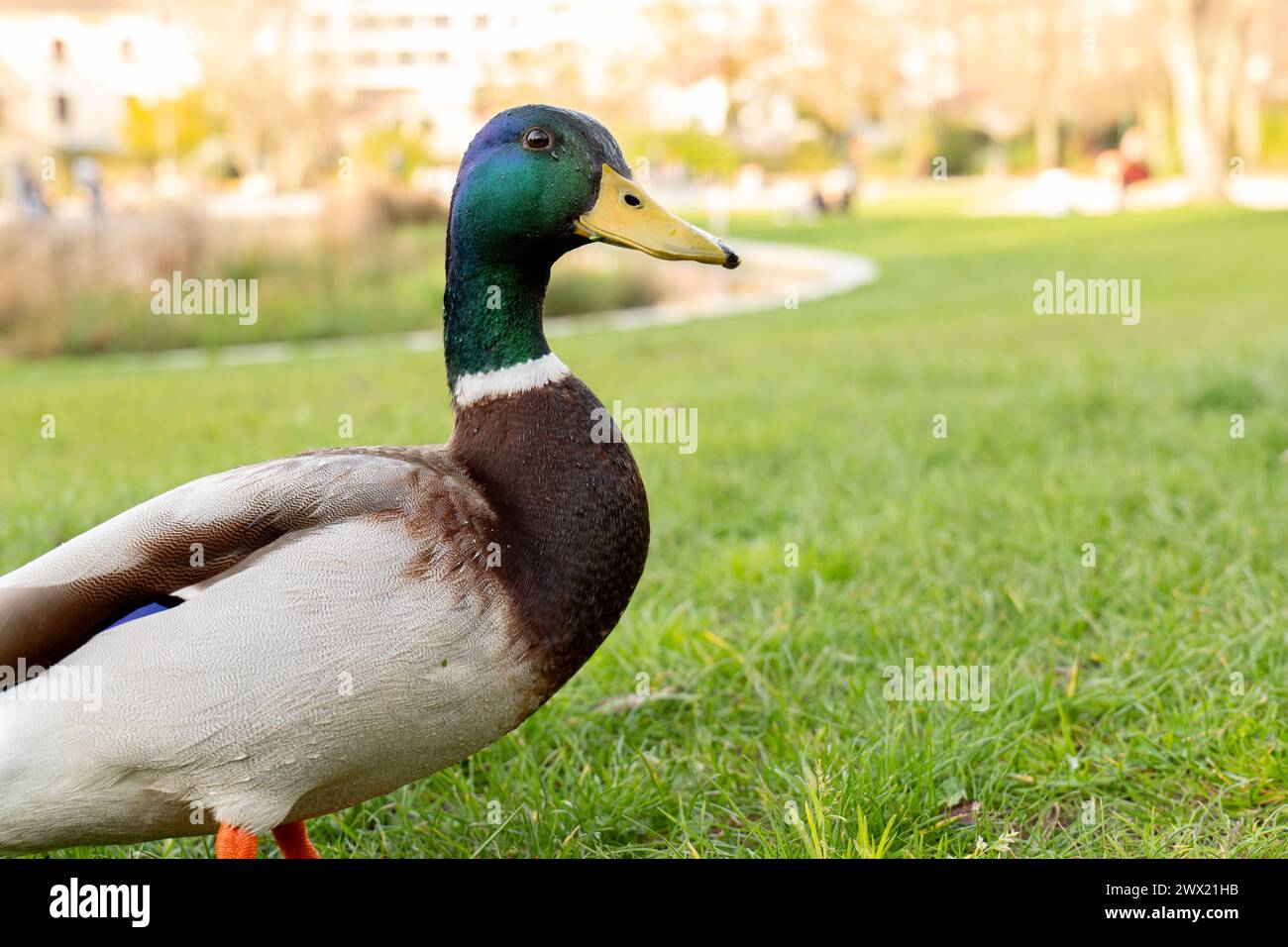 Enten laufen im Park auf dem Gras. Enten und grünes Gras. Stockenten Stockfoto