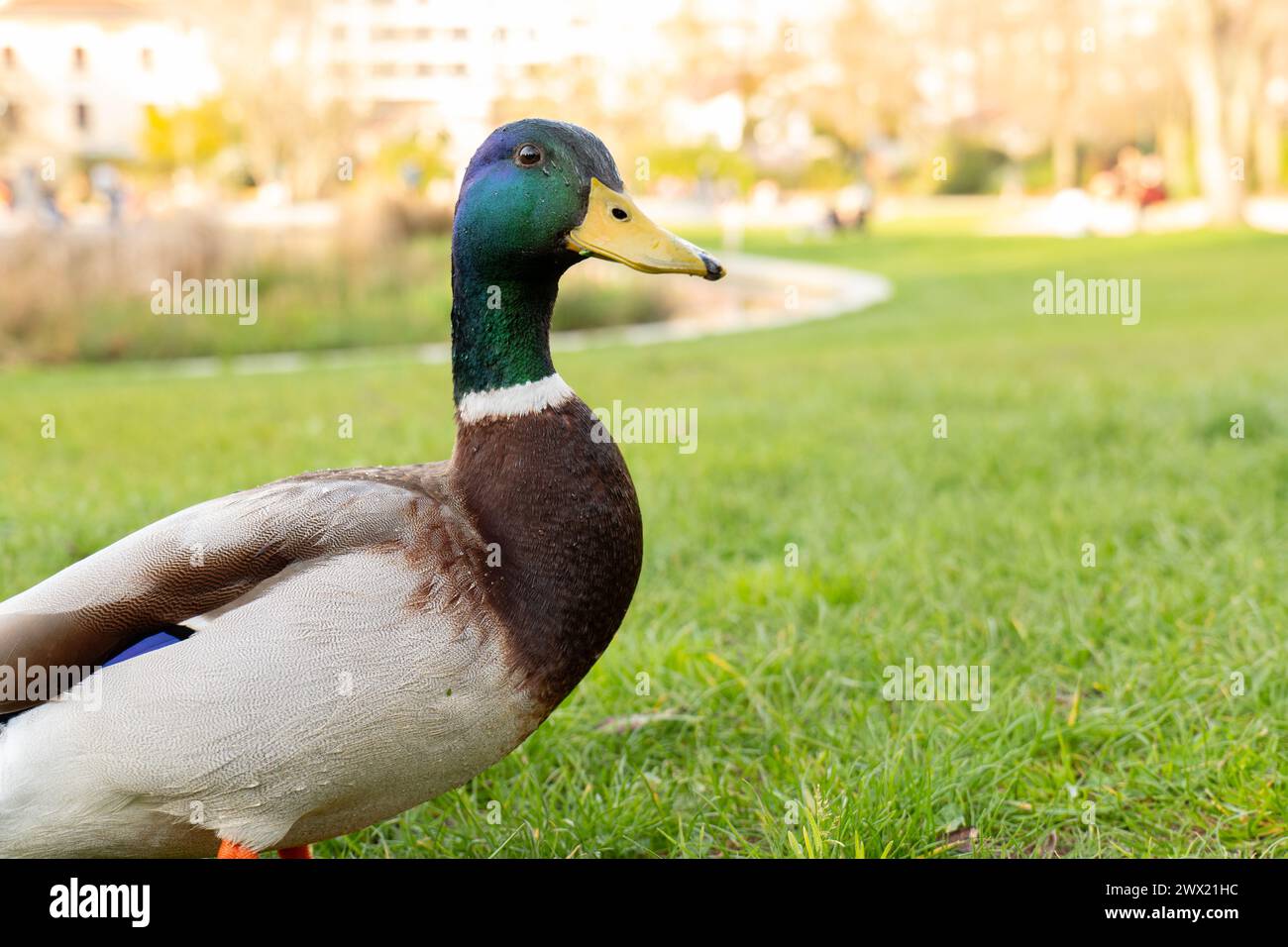 Enten laufen im Park auf dem Gras. Enten und grünes Gras. Stockenten Stockfoto