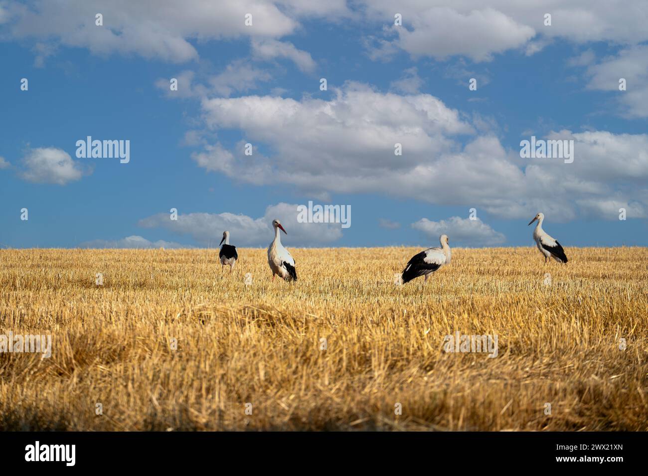 Weißstörche ( Ciconia ciconia ) auf einem geernteten Feld mit blauem Himmel Stockfoto