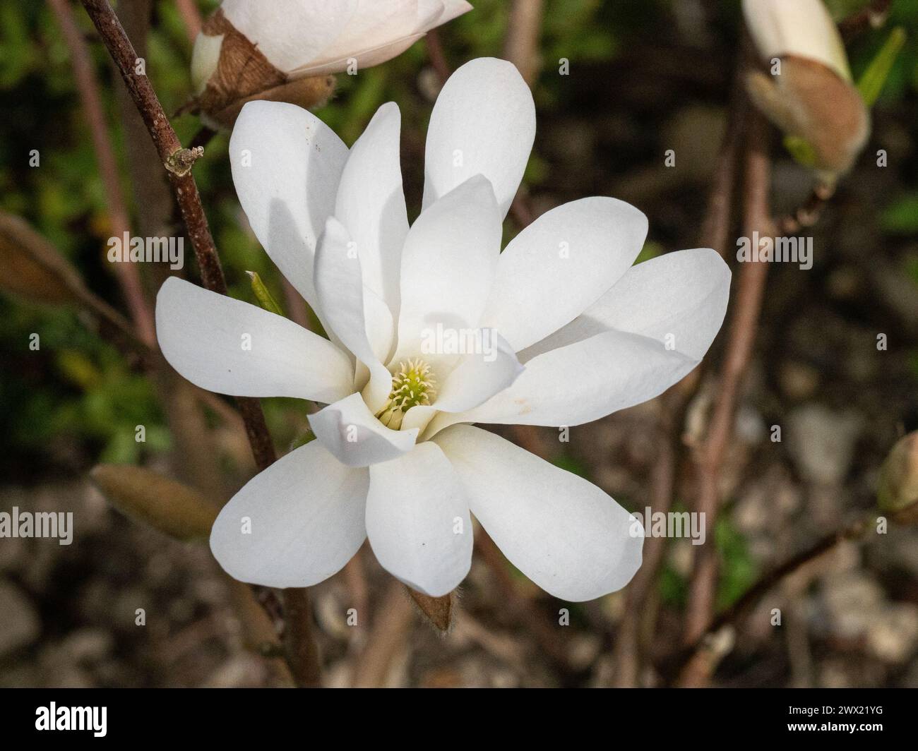 Eine einzige weiße Blume der beliebten Zwergmagnolie, Magnolia stellata Stockfoto