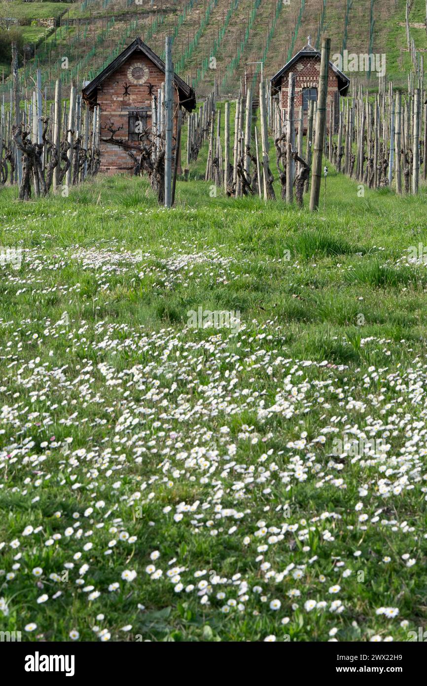Weinberg im März: Karge Reben, grünes Gras und viele Gänseblümchen Stockfoto