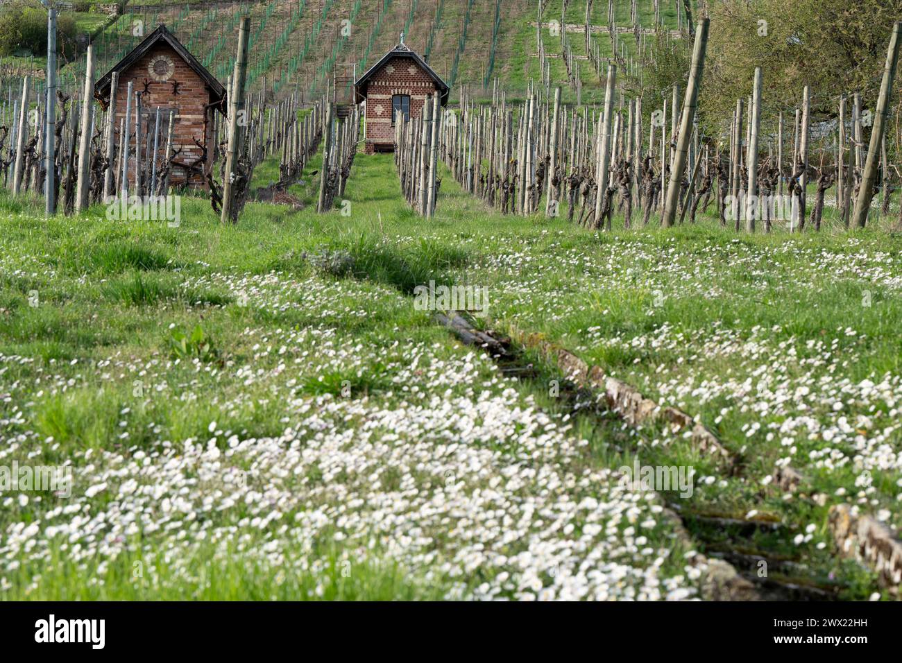 Frühlingswiese im Weinberg - aufgenommen im März in Süddeutschland. Stockfoto