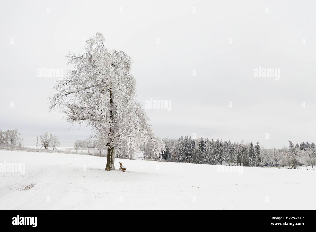 Einzelner Baum und Sitzbank im Schnee, bei Oederan, Sachsen, Deutschland *** Einzelbaum und Sitzbank im Schnee, bei Oederan, Sachsen, Deutschland Stockfoto