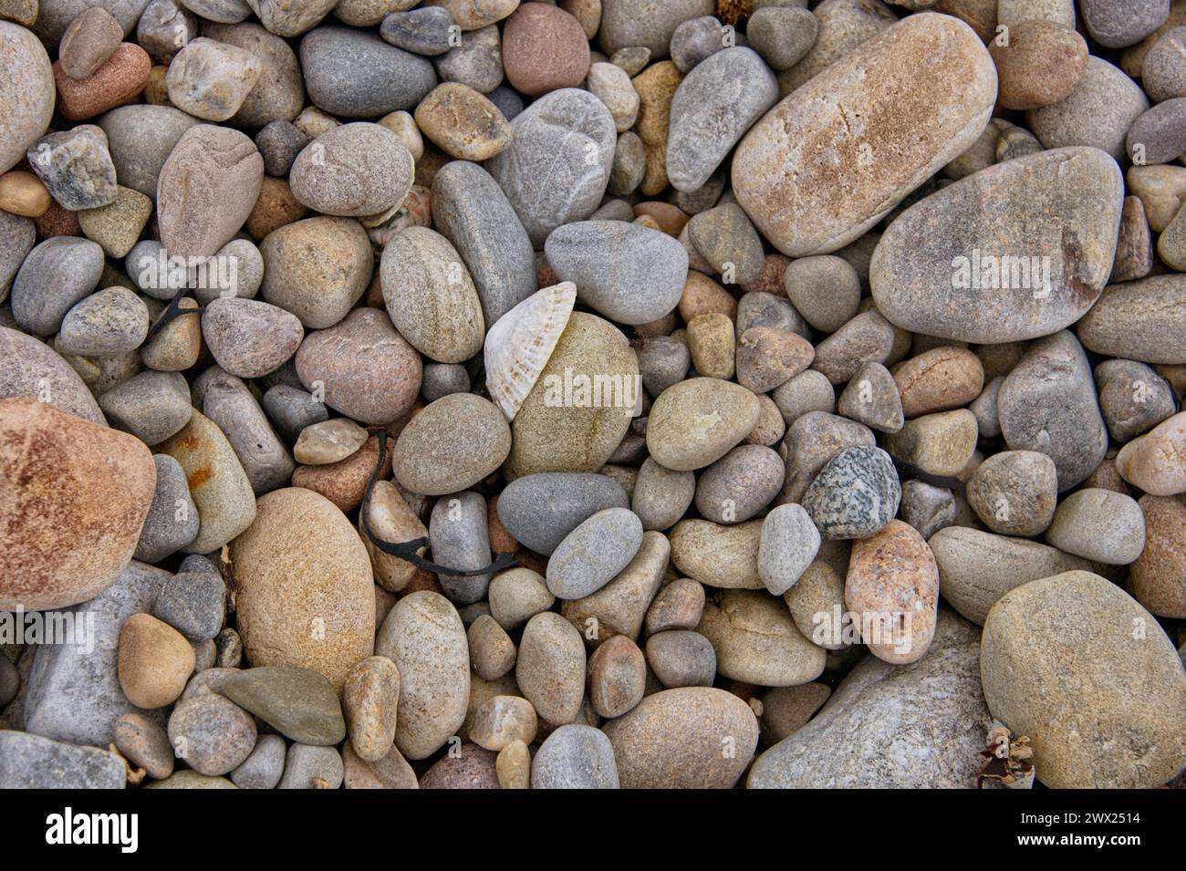 Nahaufnahme von kleinen Steinen an einem Strand mit einer Muschel Stockfoto