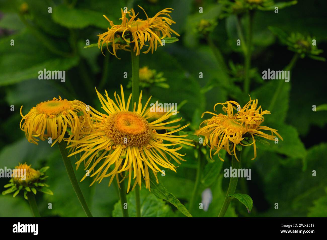 Nahaufnahme einer Elekampanblüte mit grünen Blättern im Hintergrund Stockfoto