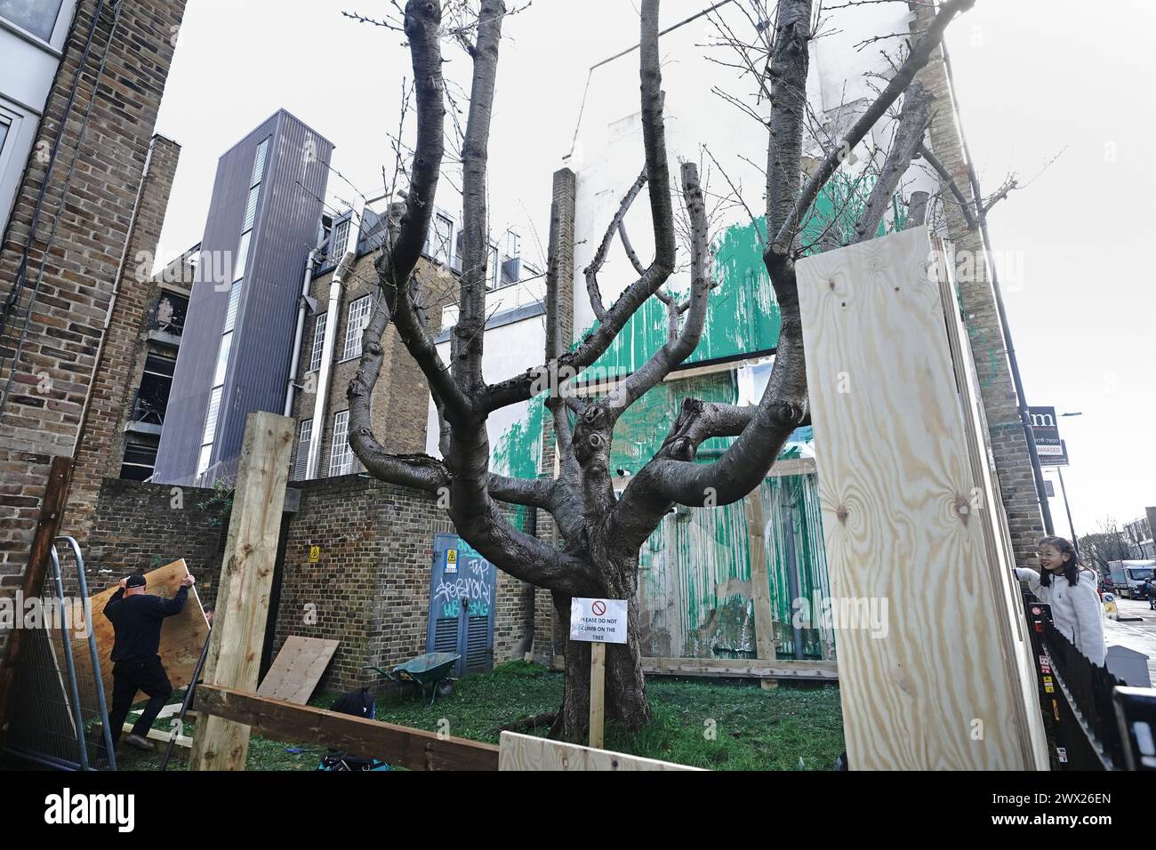 Das Boarding befindet sich neben dem Banksy-Kunstwerk an der Seite eines Wohngebäudes in der Hornsey Road, Finsbury Park, Nord-London, das zum Schutz mit Perspex-Folien bedeckt wurde. Das Kunstwerk der hellgrünen Farbe vor einem zurückgeschnittenen Baum, der den Eindruck erweckte, sein Laub zu sein, mit einer Schablone einer Person, die einen Druckschlauch hält, wurde letzte Woche mit weißer Farbe beschmutzt. Bilddatum: Mittwoch, 27. März 2024. Stockfoto