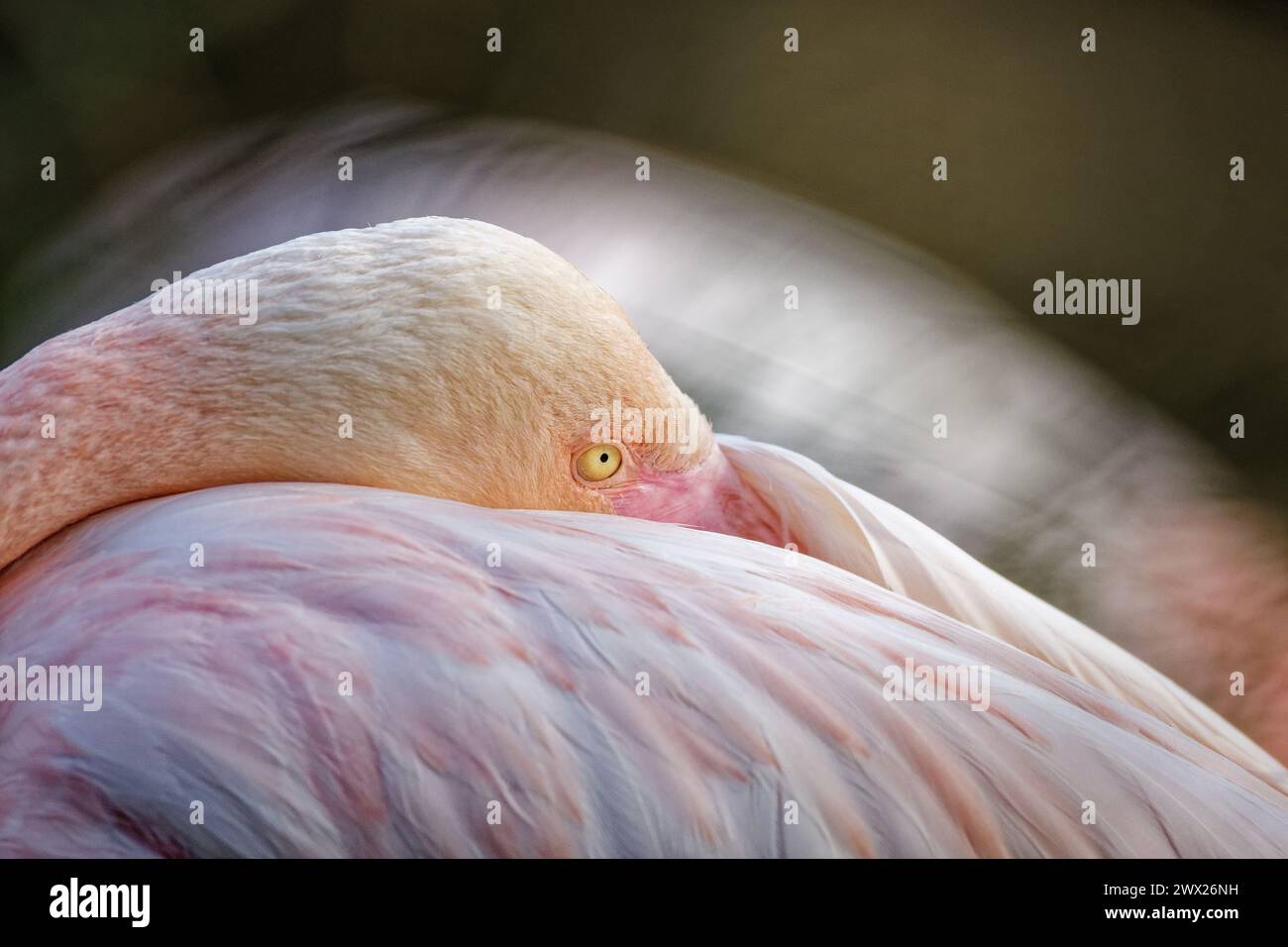 Eine Nahaufnahme eines rosa Vogels im Sonnenlicht Stockfoto