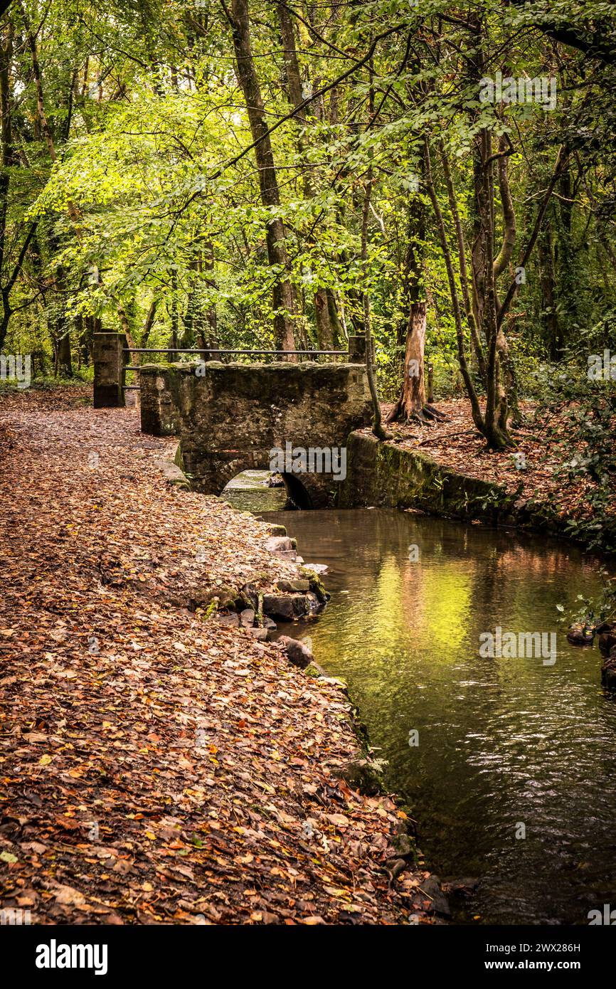 Tehidy River fließt unter einer kleinen Fußgängerbrücke in Tehidy Woods in Cornwall, Großbritannien. Stockfoto