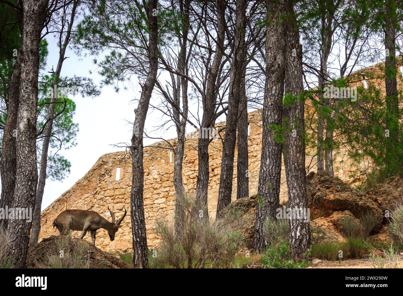 Spanischer Steinbock in freier Wildbahn Stockfoto