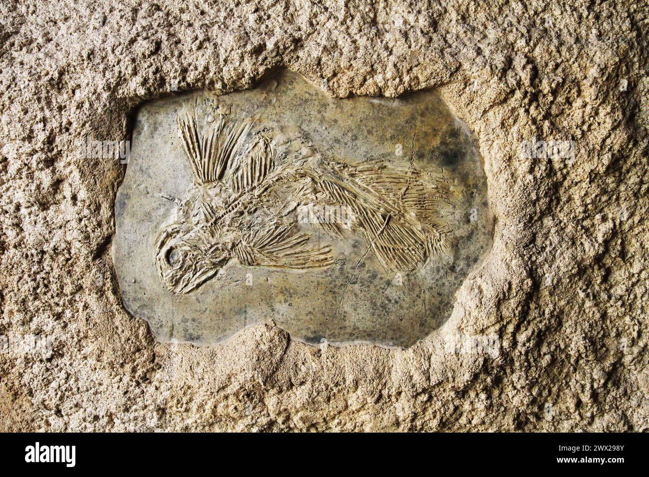 Latimeria-Fischfossil als sehr schöner geschichtlicher Hintergrund Stockfoto