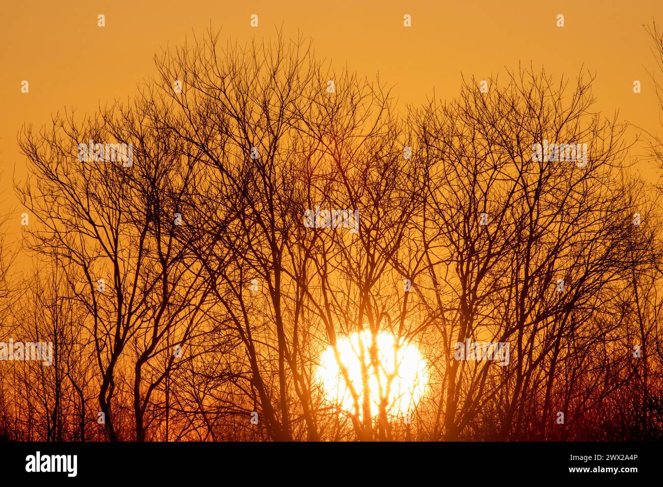 Frühlingslandschaft. Sonnenaufgang der Sonnenscheibe über dem nördlichen Eisfluss, auf den unbedeckten Winterwasserwäldern. Nordosten Europas Stockfoto