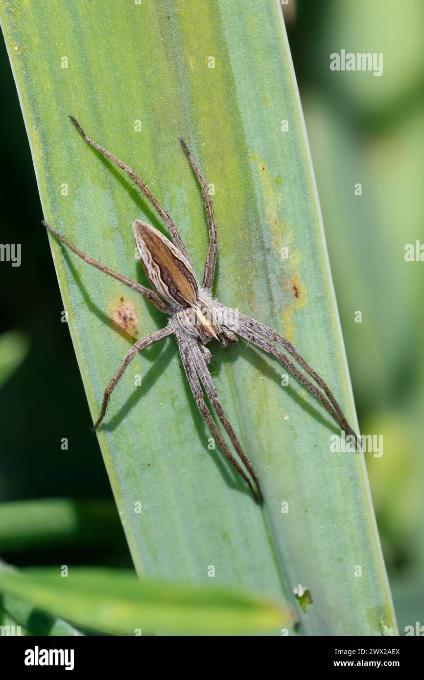 Listspinne, raubspinne Pisaura mirabilis, Brautgeschenkspinne,, fantastisches Fischen Spinne, Baumschule Web spider, la Pisaure bewundernswert Stockfoto