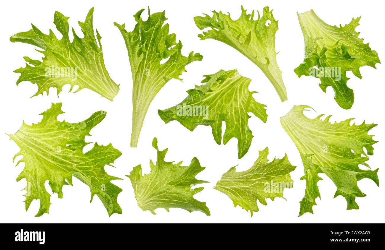 Frize Salatblätter isoliert auf weißem Hintergrund Stockfoto