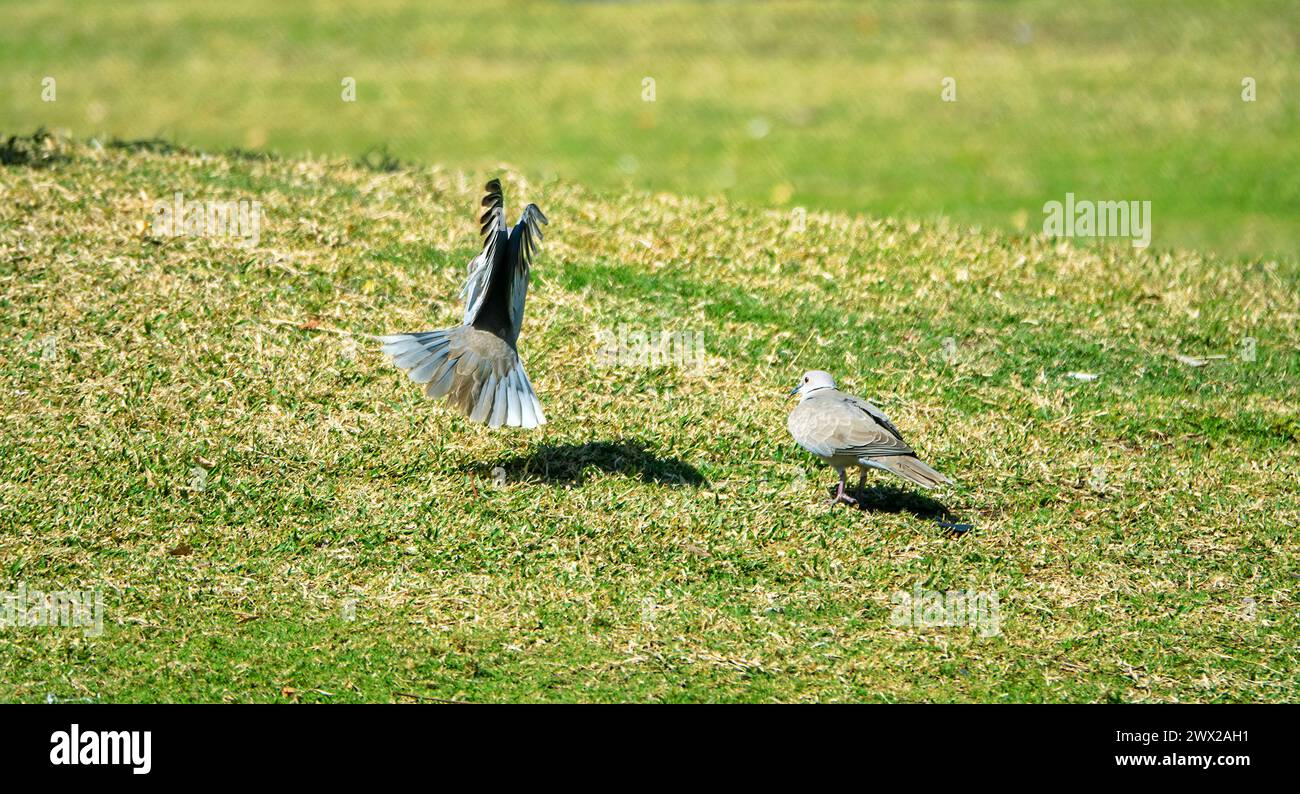 Territoriales Verhalten. Aggressive Demonstrationen und Kämpfe von Männchen der senegalesischen Schildkrötentaube (Streptopelia senegalensis) Stockfoto