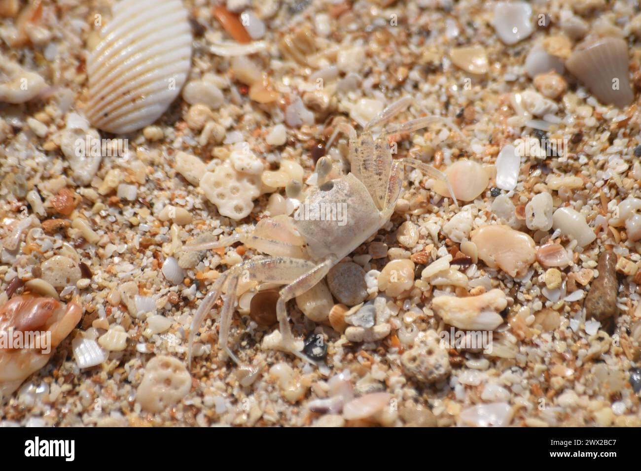Nahaufnahme einer Sandkrabbe, die im Sand sitzt. Stockfoto