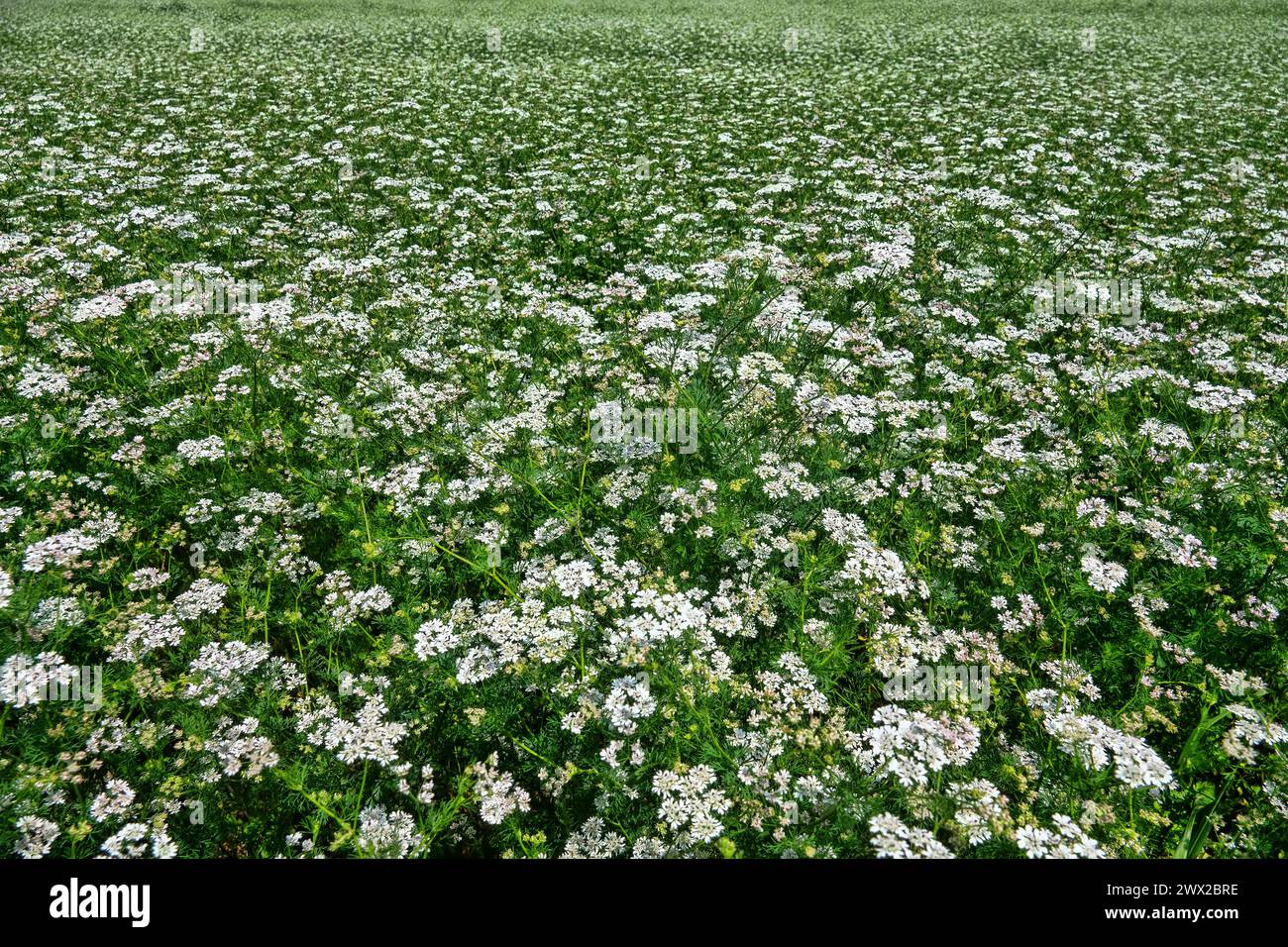 Koriander (Coriandrum sativum)-Feldblüten im Spätfrühling. Würzmittel (Küchenkräuter) und eine wunderbare Honigpflanze (Nektarier). Verwendung in pe Stockfoto