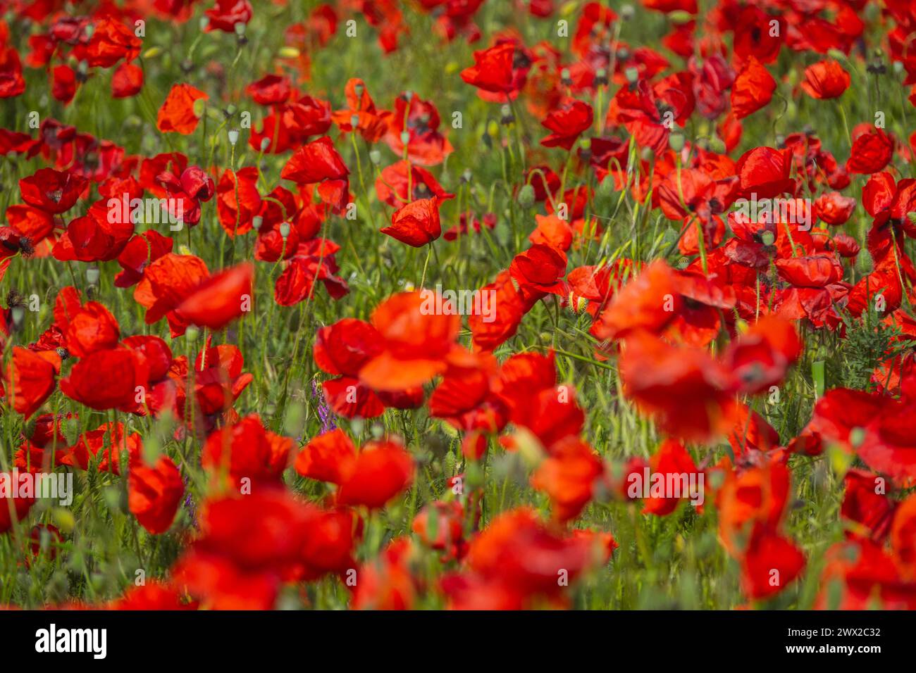 Rotes Feld. Riesige Mohnblühfelder an der Nordküste des Schwarzen Meeres, in der Frühlingssteppe. Kupferrose (Papaver rhoeas) Stockfoto