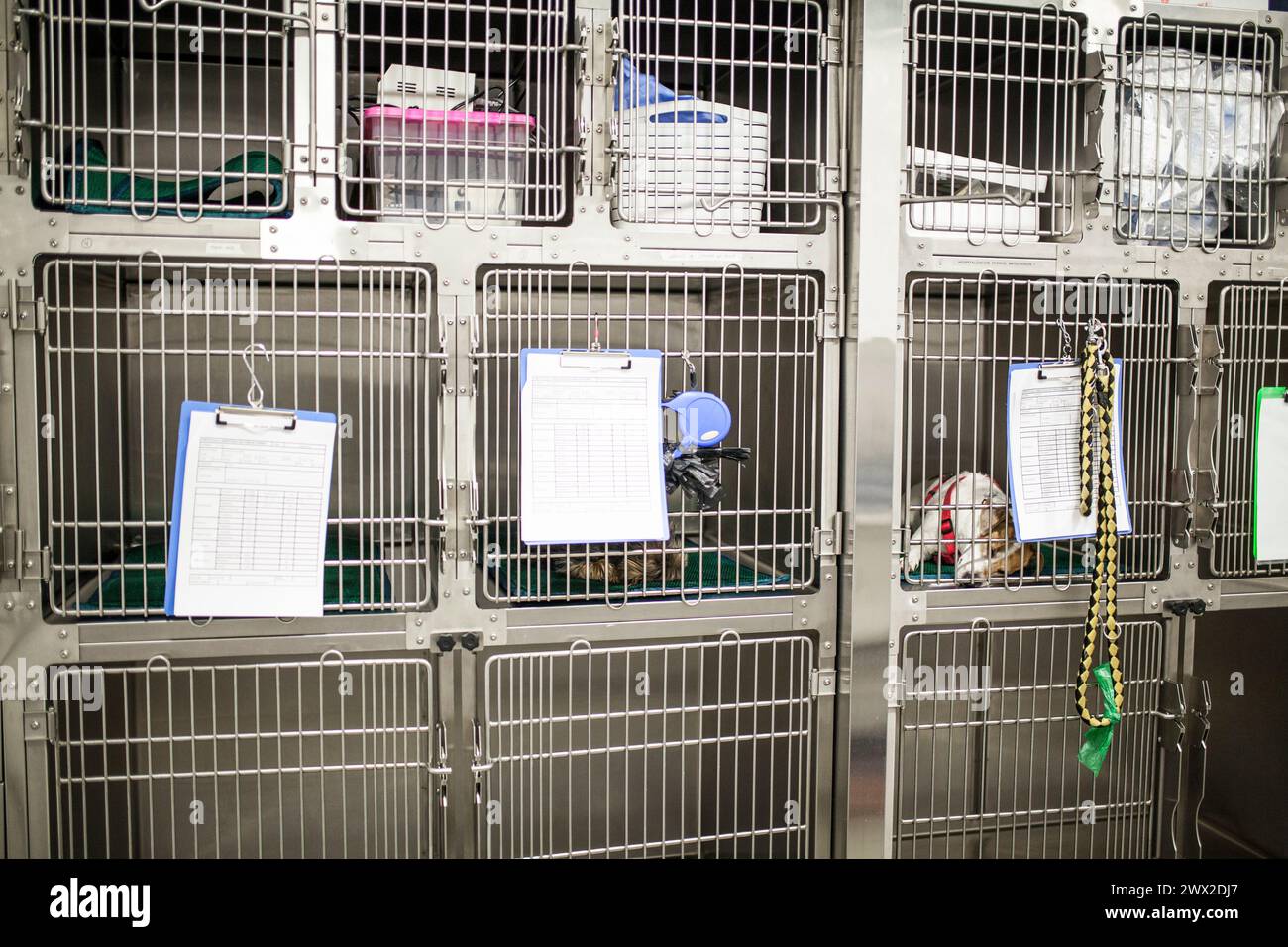 Käfige im Bereich der Reanimation und Ruhe in der Chirurgie der Tierklinik, keine Personen Stockfoto