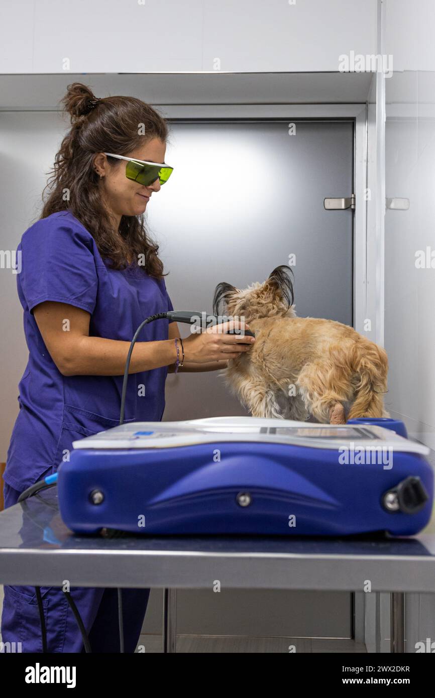 Tierärztliche Physiotherapeutin, die einen Hund mit einem Ultraschallgerät versorgt Stockfoto