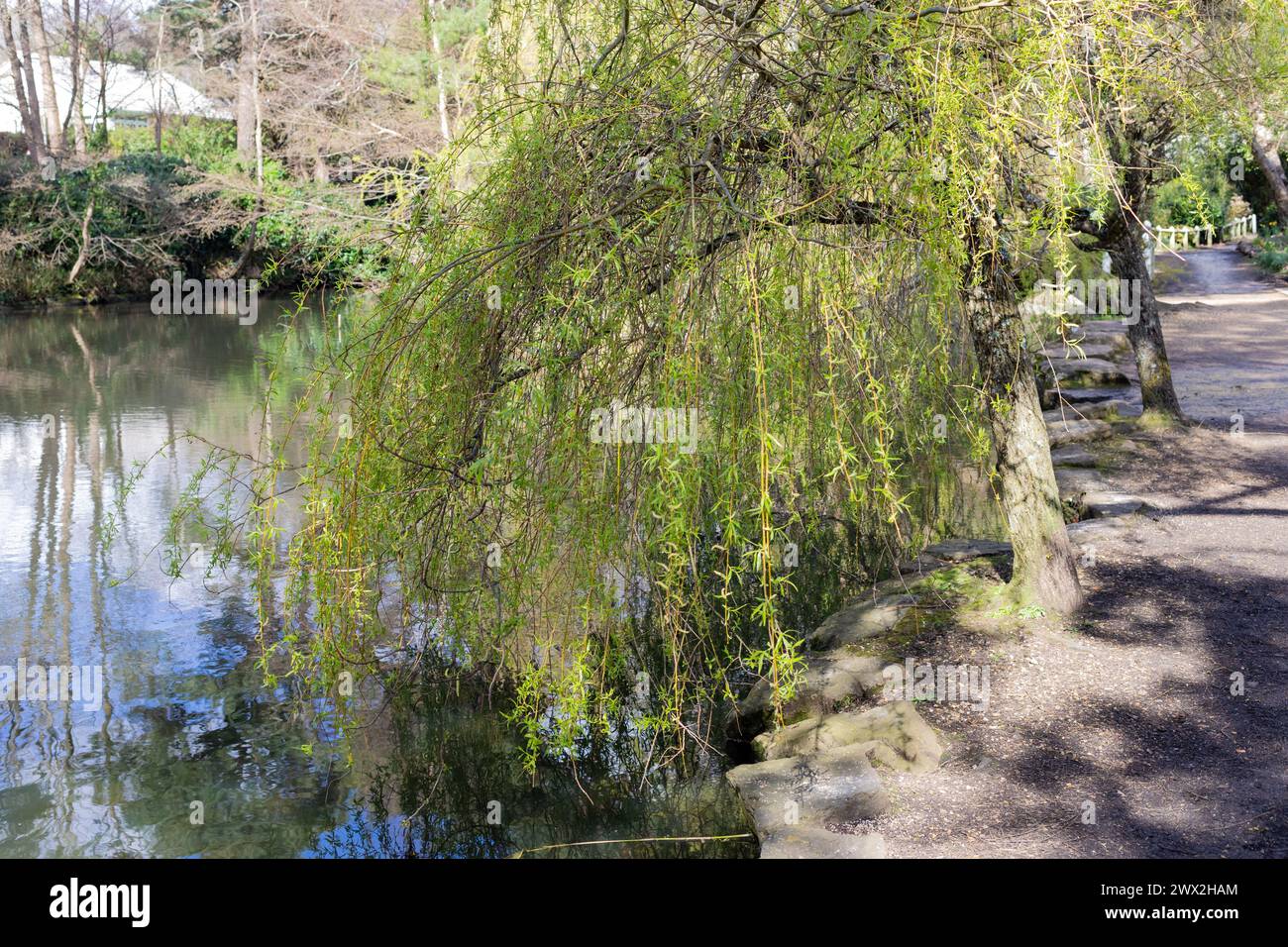 Trauerweiden am Coy Pond in Poole, Dorset, Großbritannien Stockfoto