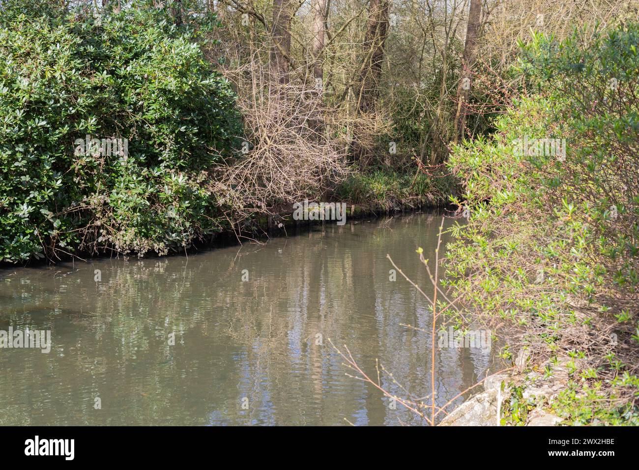 Bäume und Laub am Coy Pond in Poole, Dorset, England, Großbritannien Stockfoto