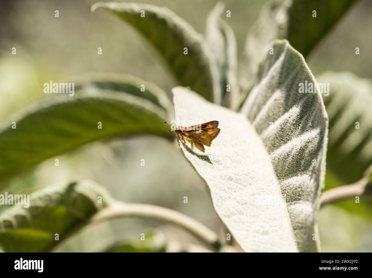 Ein feuriger Skipper (Hylephila phyleus) auf einem Blatt in Kolumbien Stockfoto