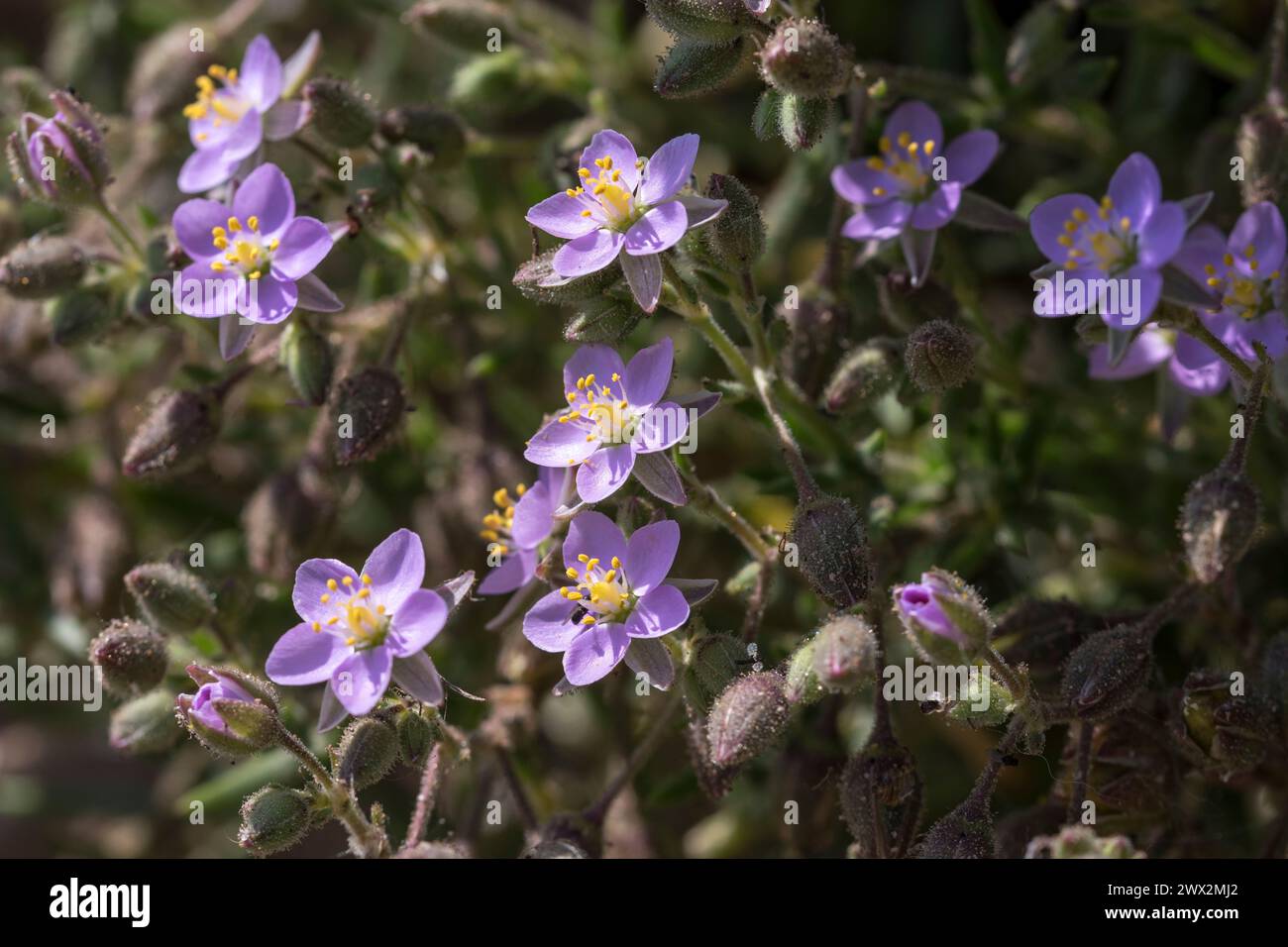 Felsenmeer-Sporen Spergularia rupicola wächst an der Küste von Anglesey in Nordwales Stockfoto