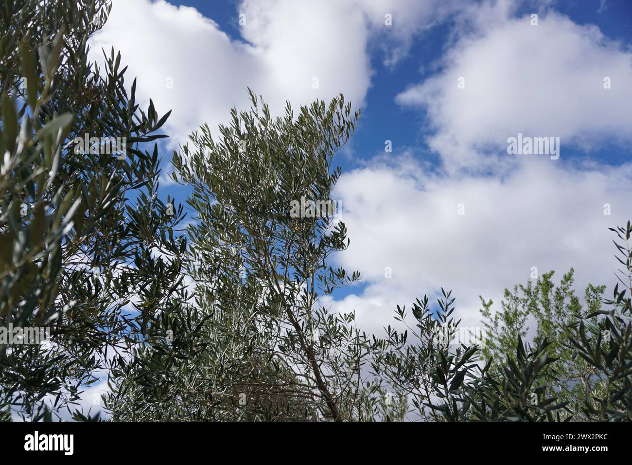 Bewölkter Himmel über Olivenbäumen in Spanien Stockfoto