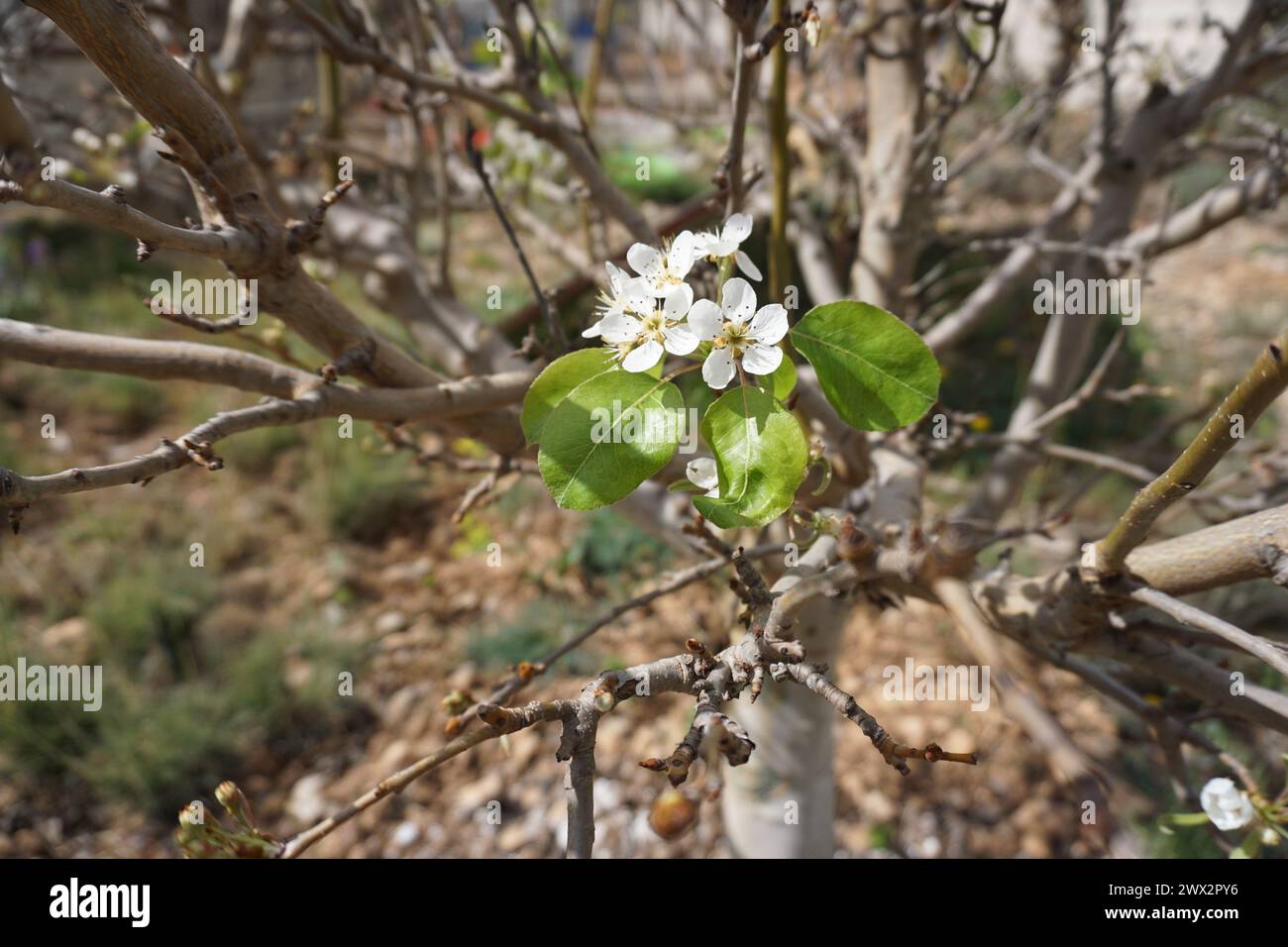 Junger Birnenbaum mit Blüte beginnt zu blühen Stockfoto
