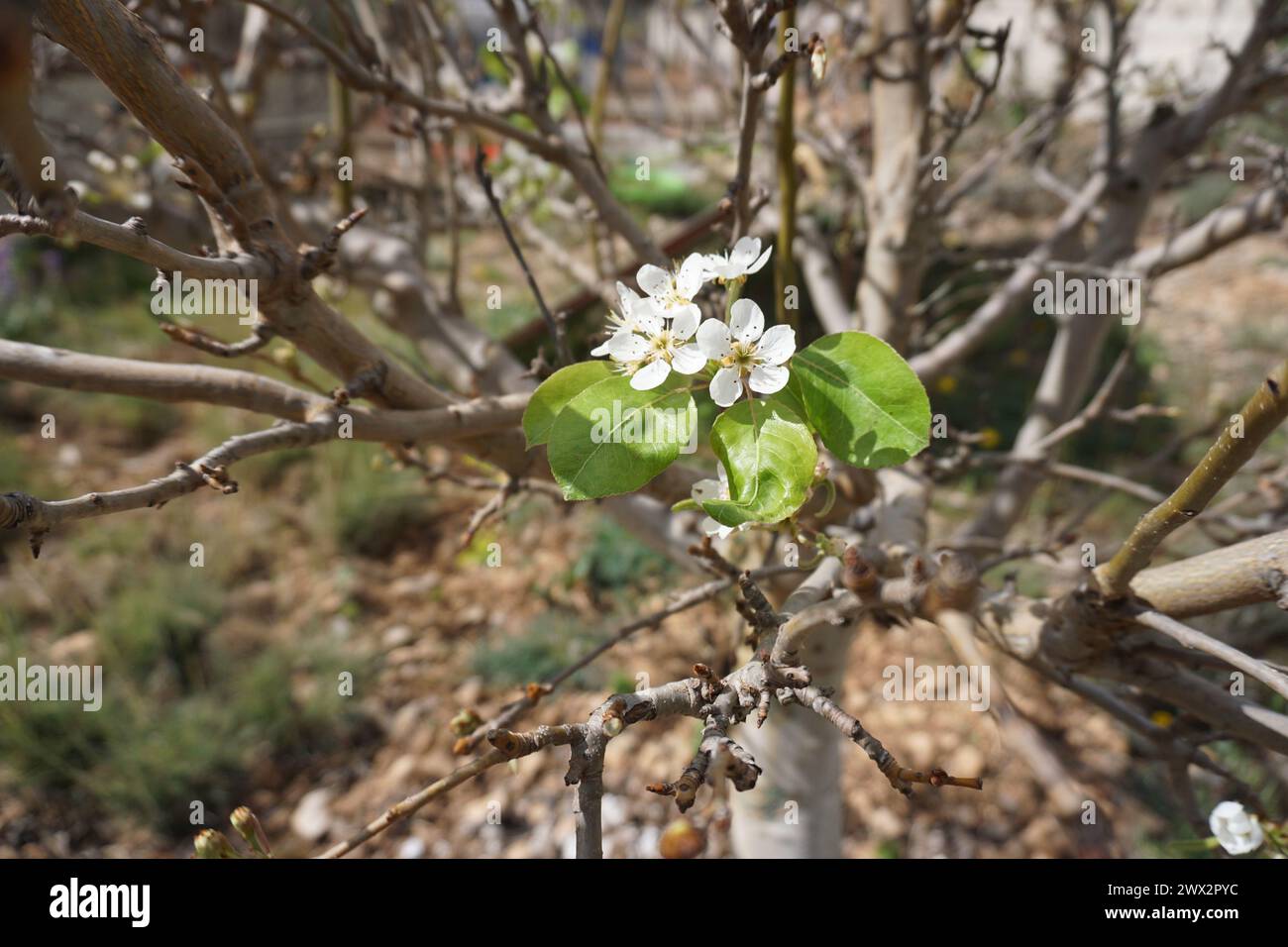 Junger Birnenbaum mit Blüte beginnt zu blühen Stockfoto