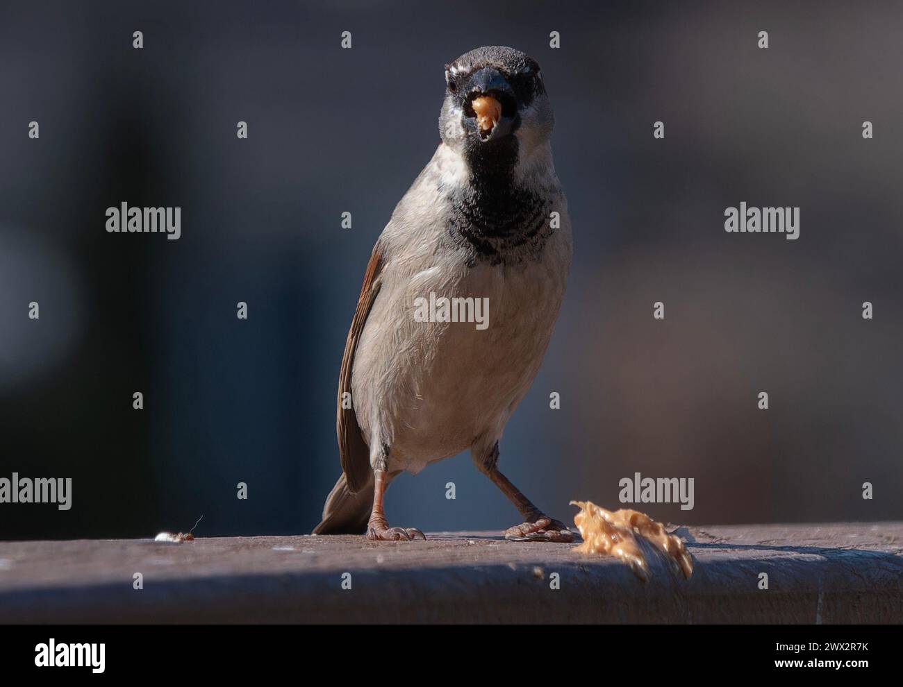 Ein Sperling posiert auf dem Deck Stockfoto