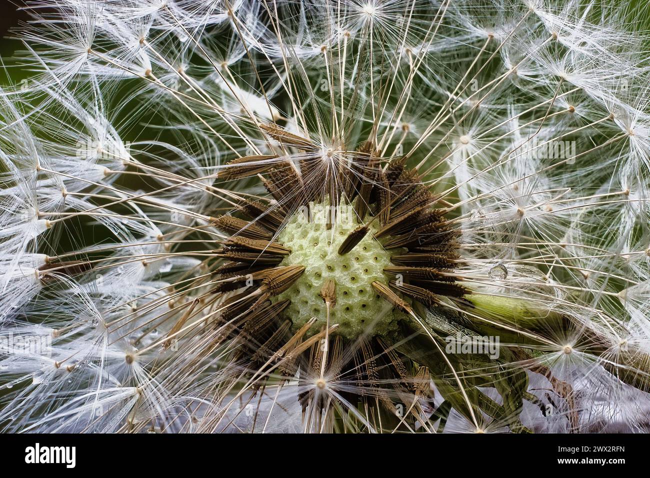 Nahaufnahme eines Reifen Löwenzahn mit flauschigen Samen, die im Wind wehen Stockfoto