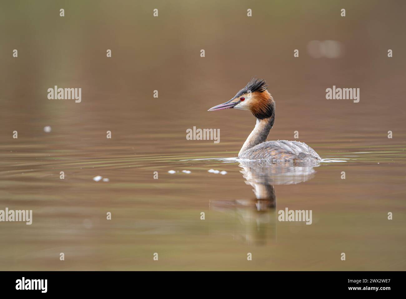 Nahansicht eines wunderschönen britischen Großkammgrebchens (Podiceps cristatus), das isoliert in ruhigem, ruhigem Wasser schwimmt; Kopierraum links vom Vogel. Stockfoto