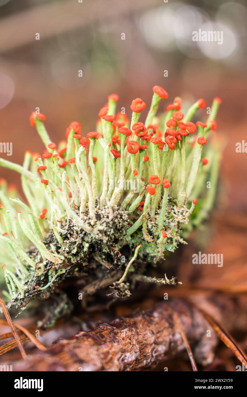 Lippenstiftflechte (Cladonia macilenta) in Sao Francisco de Paula, Süden Brasiliens Stockfoto
