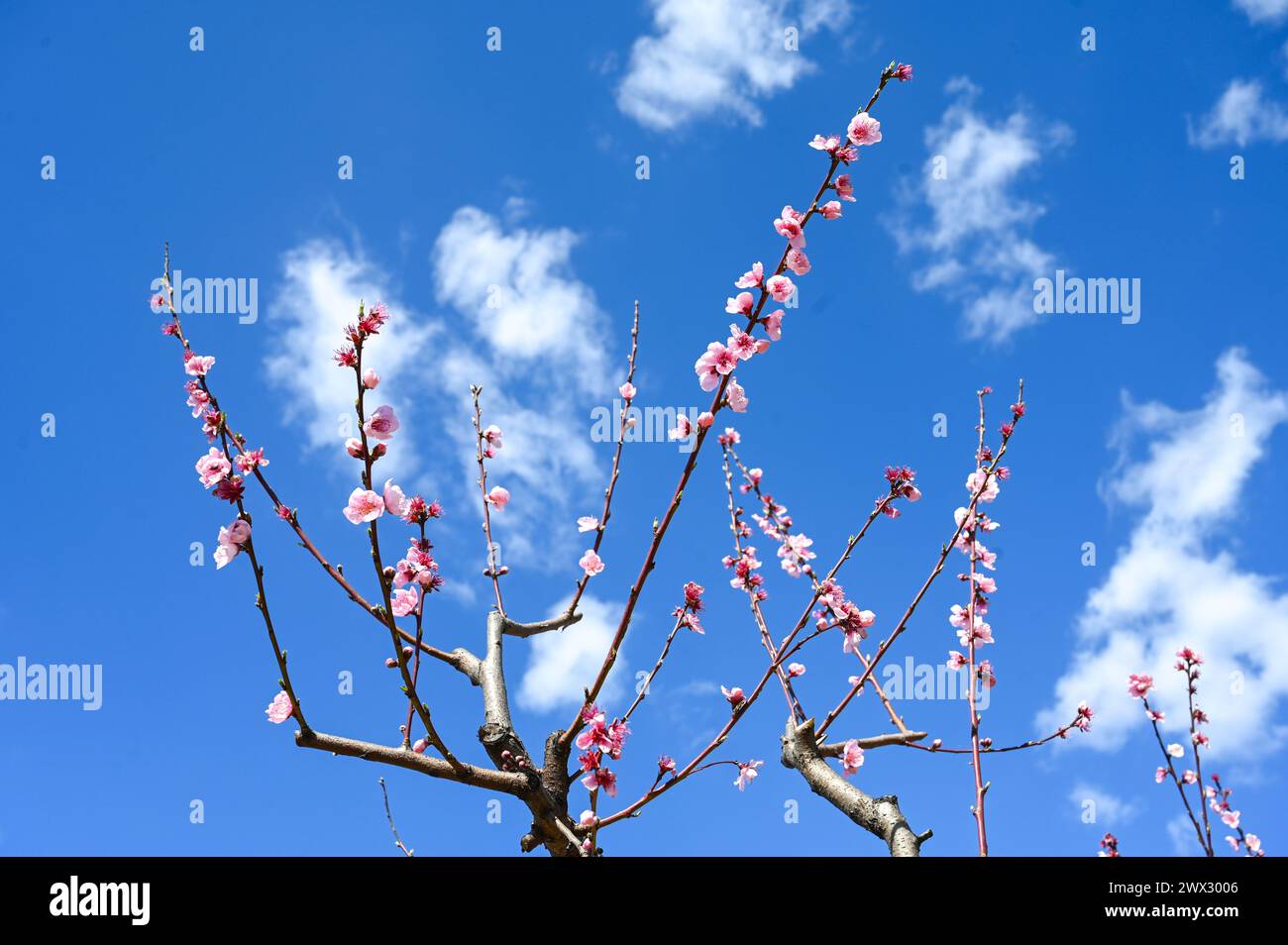 Pfirsichbäume im Obstgarten. Blumen auf den Zweigen. Orchard im Frühjahr. Stockfoto