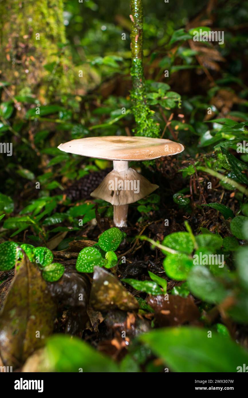 Wunderschöner wilder Agaricus sp. Pilz in einem feuchten Wald der Araukaria - Sao Francisco de Paula, Süden Brasiliens Stockfoto