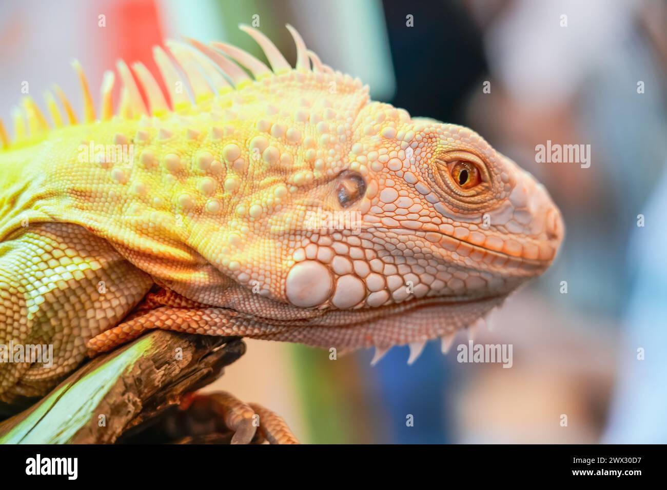 Weißes gelbes Eidechsenleguan mit orangen Augen leckt sich selbst und zeigt die Zunge Stockfoto