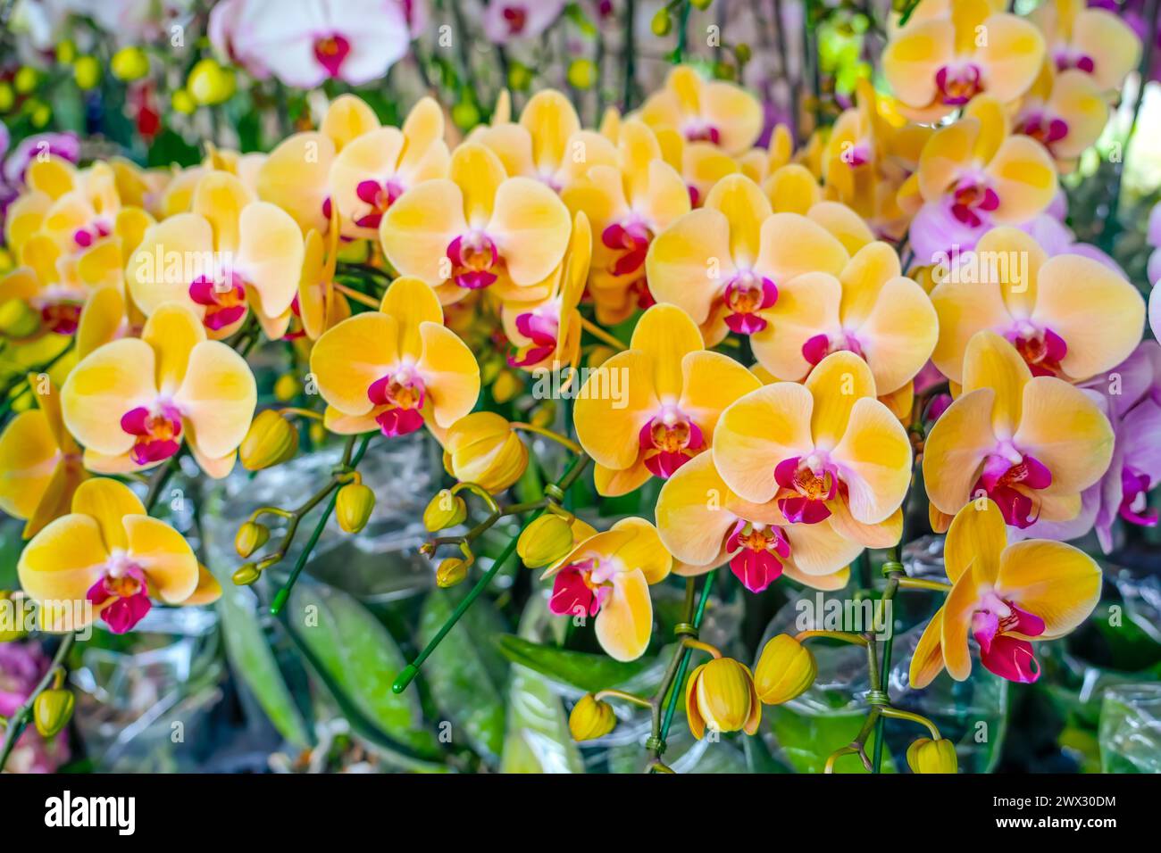 Viele Pflanzen und Blütenstände gelb mit einem roten Kern Orchideen. Stockfoto