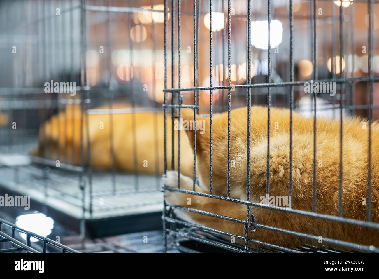 Trauriger Welpe shiba inu mehrere Hunde in getrennten Käfigen schlafen im geschlossenen Käfig. Stockfoto
